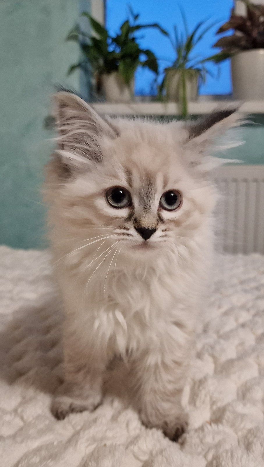 Невські маскарадні котята