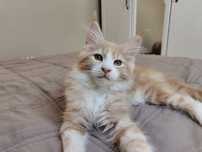 Kremowo srebrzysty kocurek Maine Coon z rodowodem FelisPolonia.