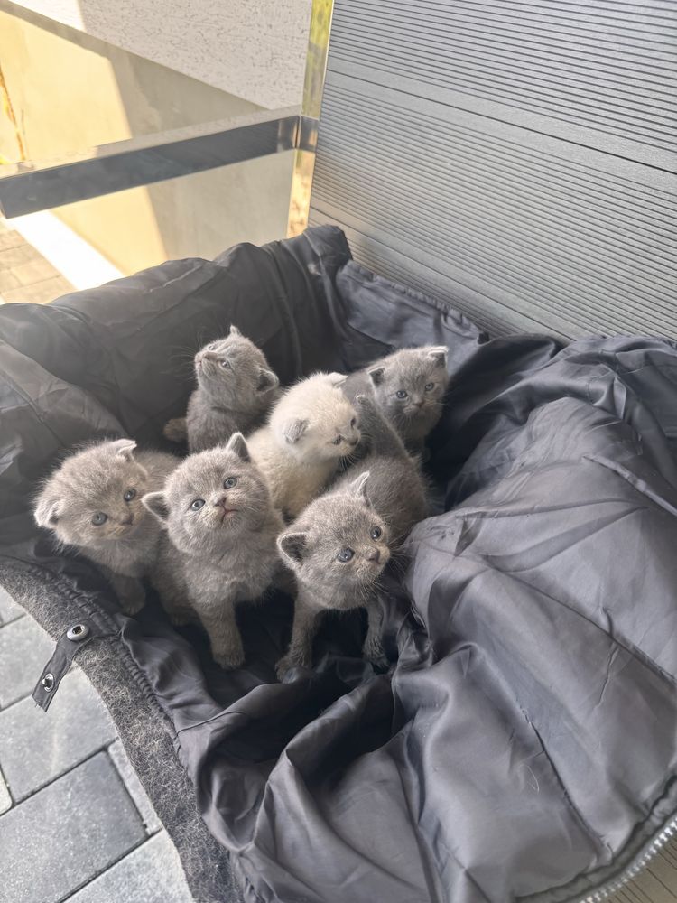Кошенята Шотландські та Британські