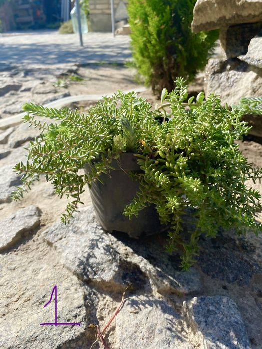 Очиток, седум