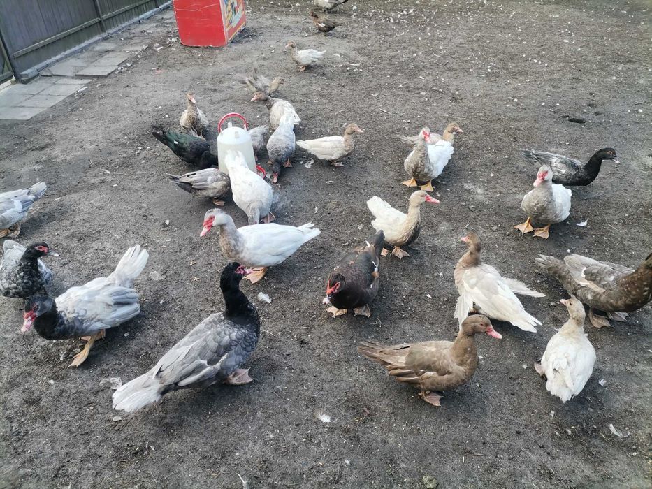 Kaczki francuskie pełno barwne