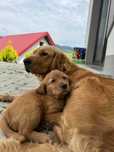 Sunia Golden Retriever linia amerykańska