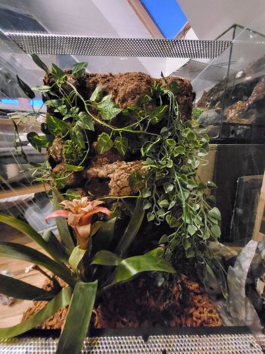 Terrarium  na zamówienie