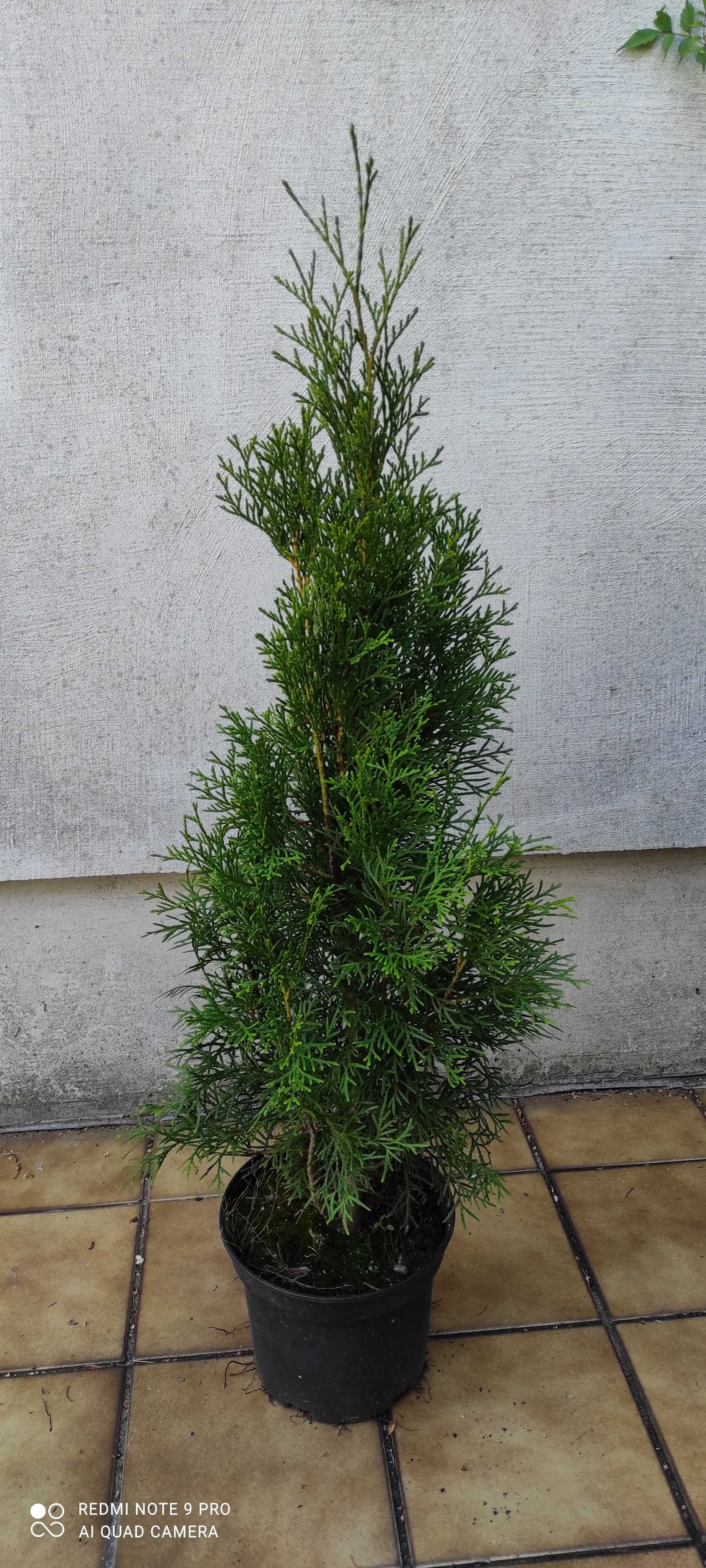 Tuje Tuja Szmaragd 100-120 cm. Thuja Szmaragd Producent