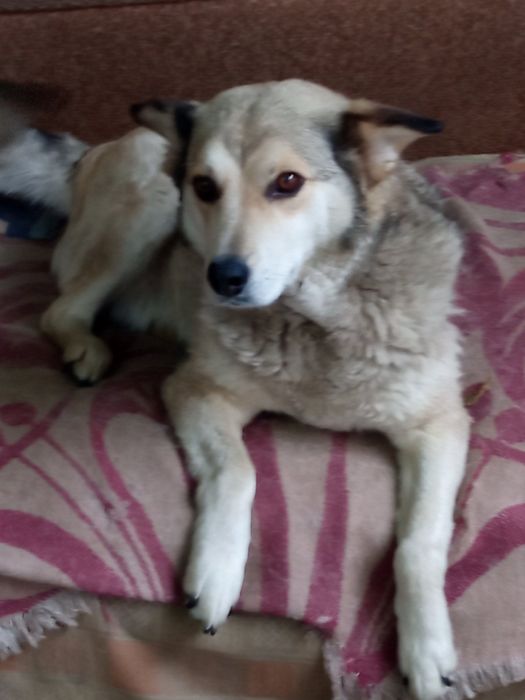 Собачка собака стерилізована шукає господаря Допомога на харчування!