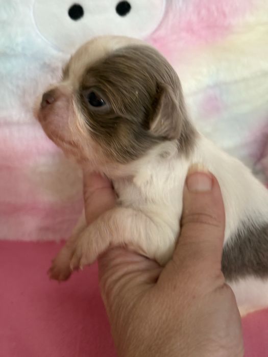 **Długowłosa sunia Calineczka**