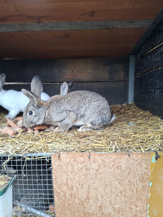 Króliki samiec belg i młode mieszańce