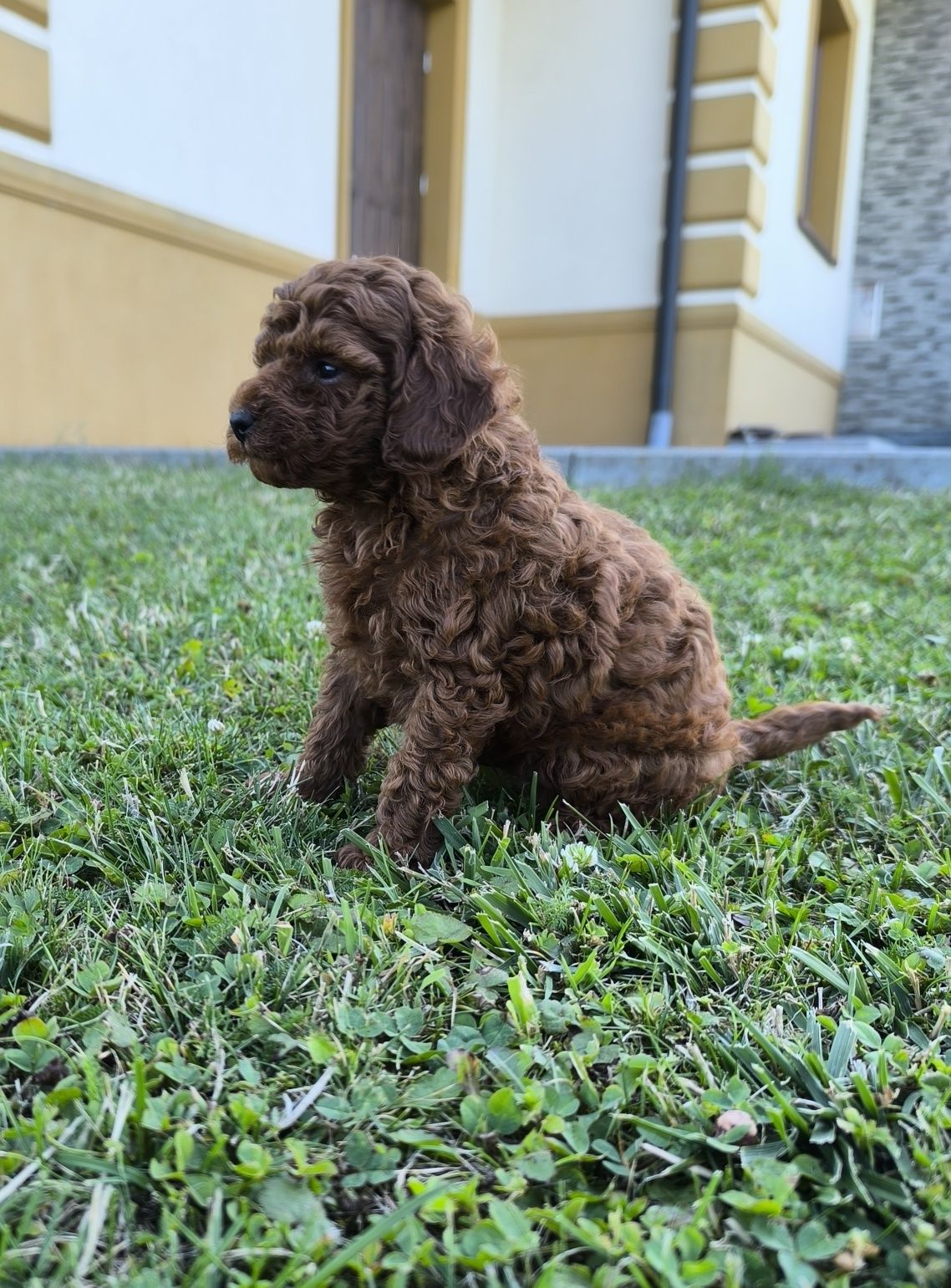 Pudel toy Red Brown linia chińska