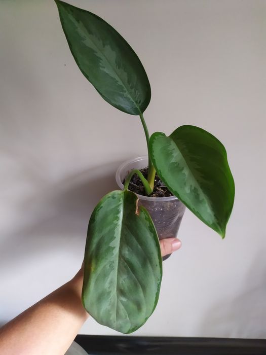 Монстера Адансоні, манки обликва. Аглаонема. Алоказія