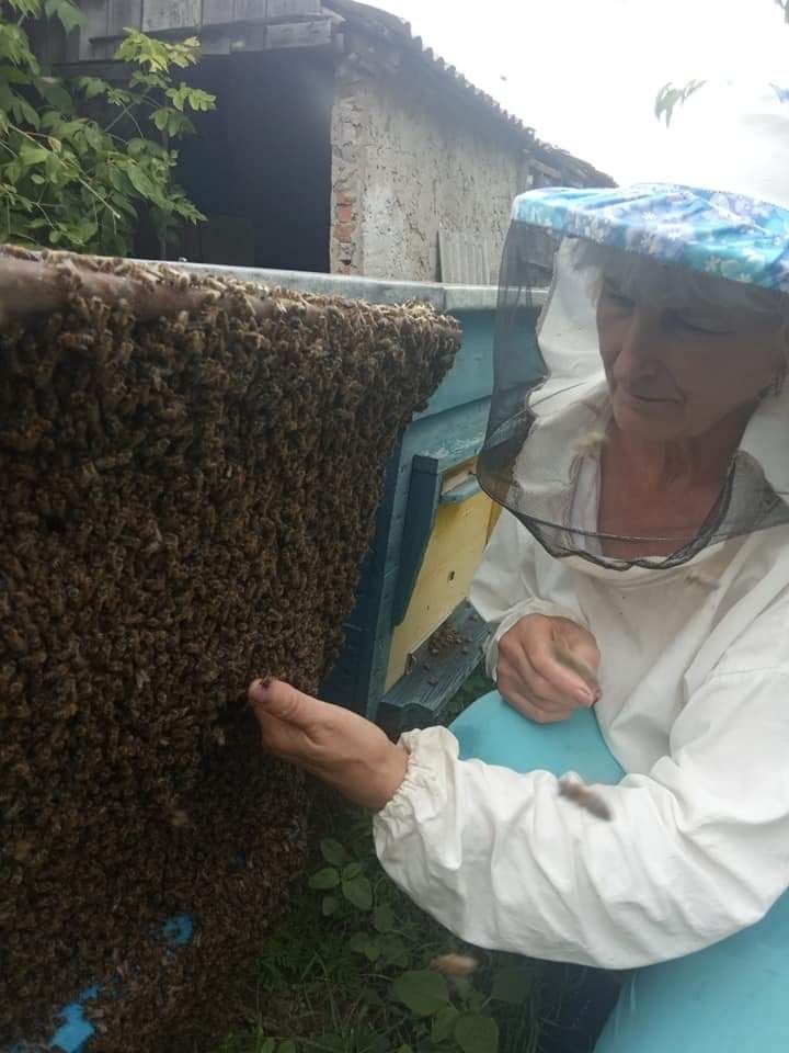 Продаю бджолині сім'ї з вуликами!!!