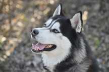 Cudowny i spokojny Hades Siberian Husky czeka na dobry dom