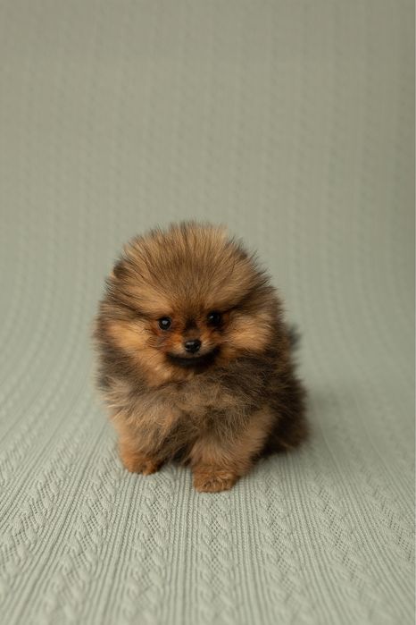 Pomeranian FCI szczeniaki