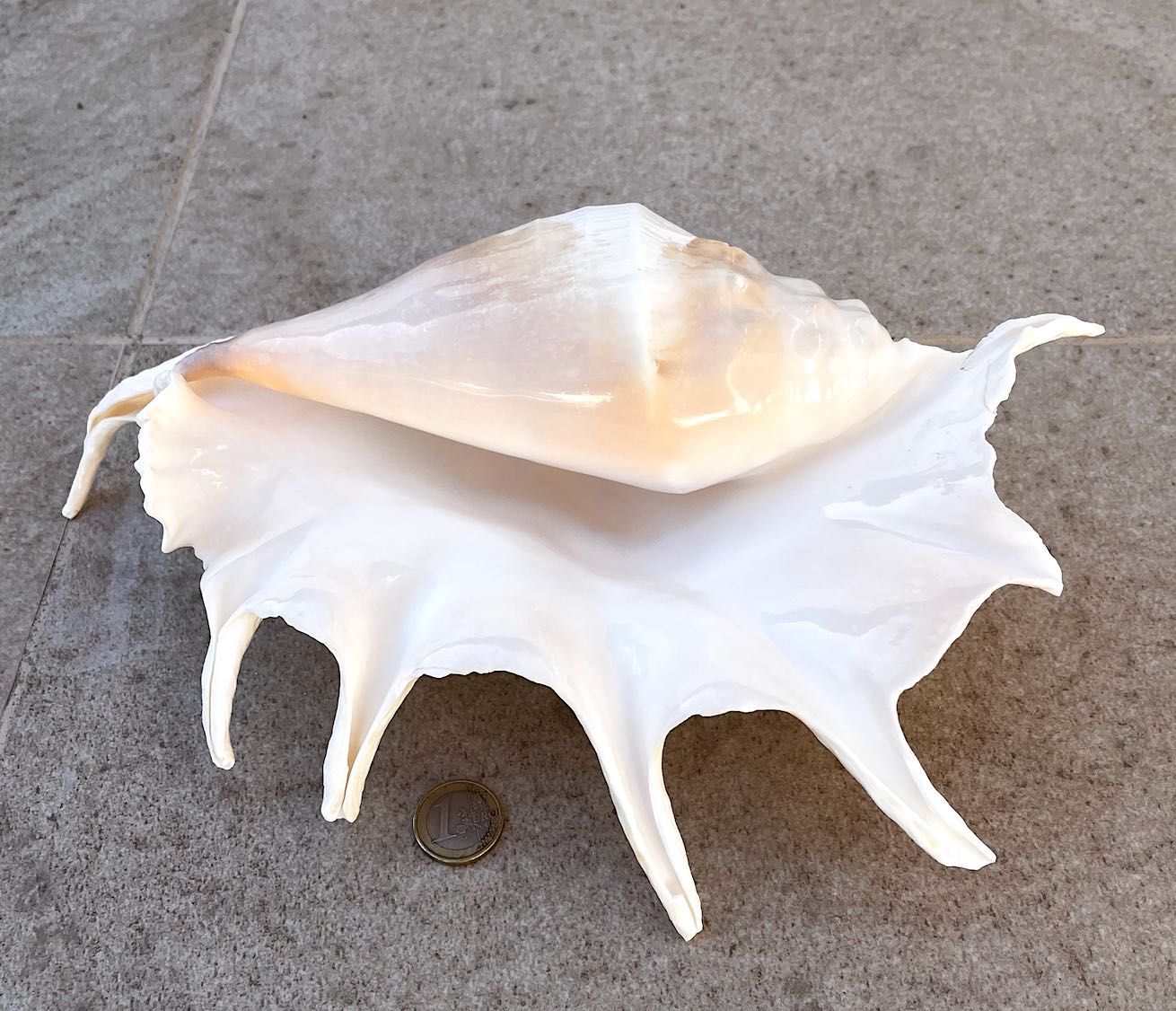 Búzio grande — 40€