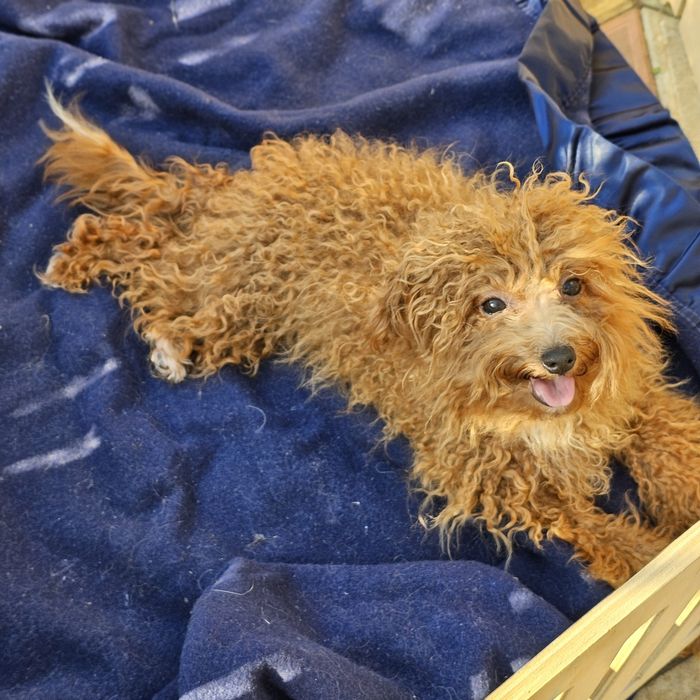 Девочка мальтипу 5 мес полностью привита готова к переезду есть достав