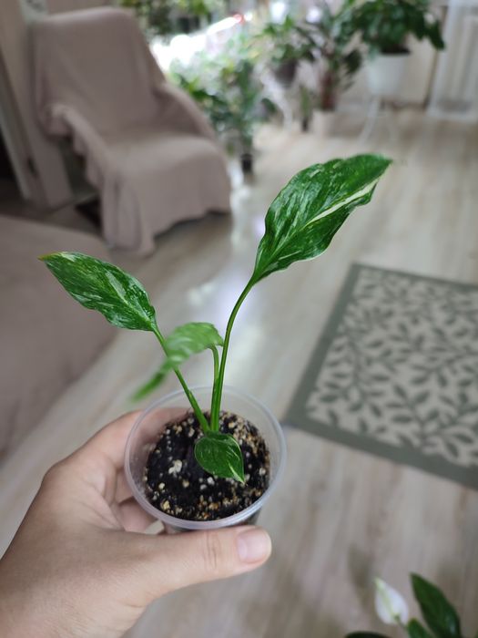 Спатіфілум Даймонд, зелений, драцена, різдвяник білий