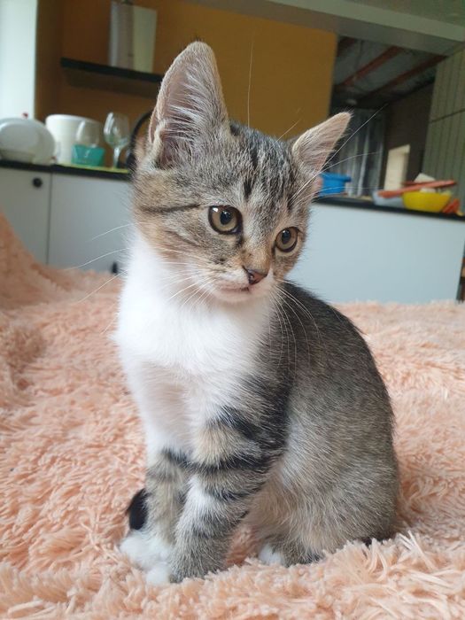 Котёнок кошенята дівчинка кошеня