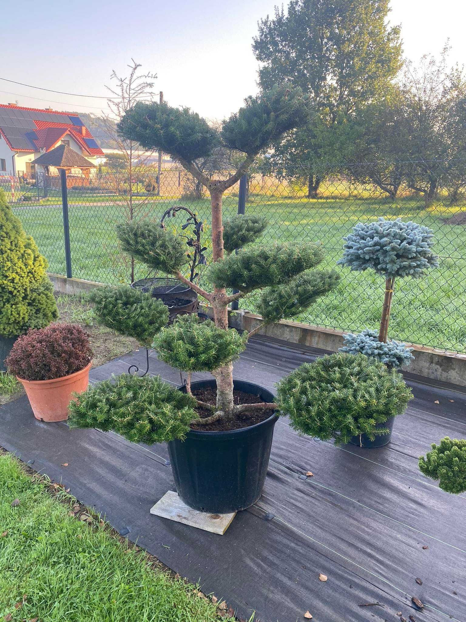 rośliny do ogrodu klon japonski bonsai