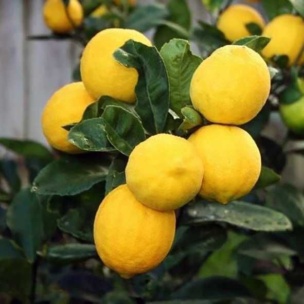 Лимон Ліза кімнатний