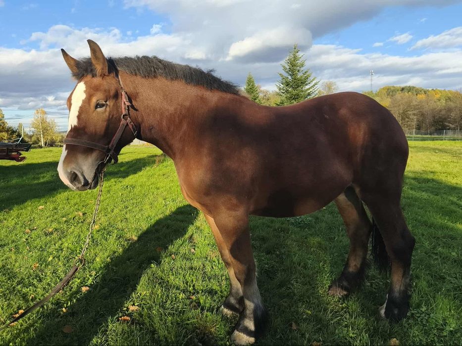 Sprzedam klacz zimnokrwistą