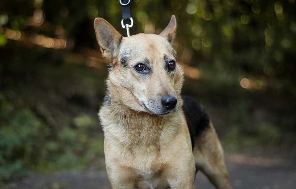 Spokojny, zrównoważony, bardzo przyjazny psiak do adopcji