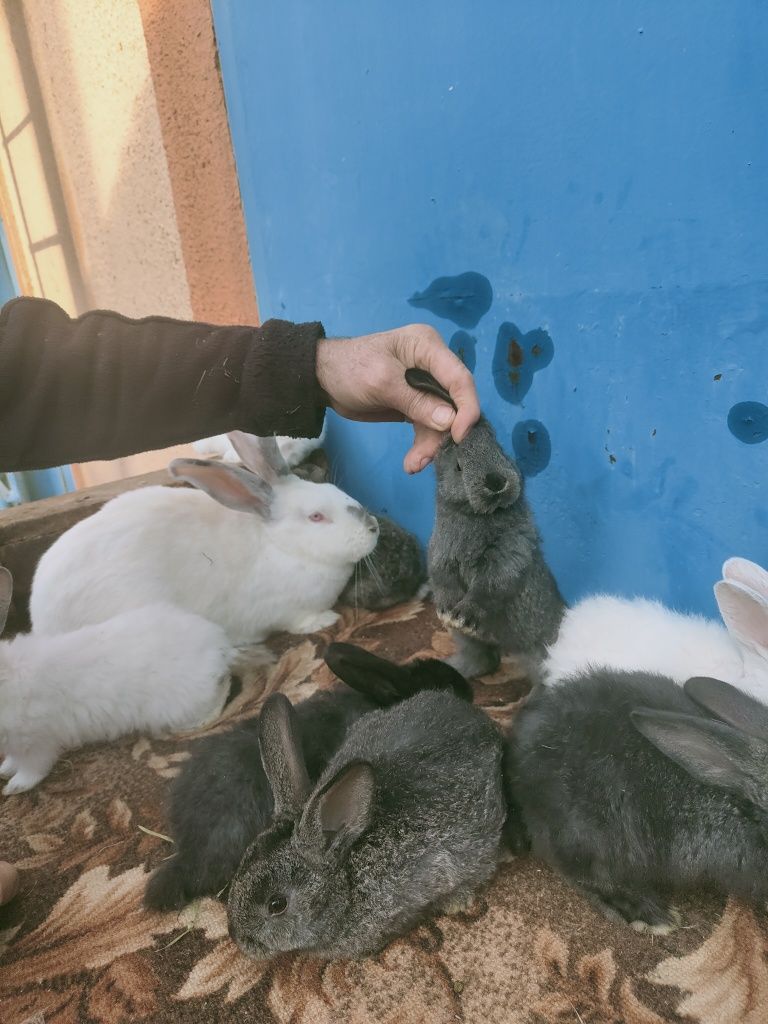 Продам кроликов крольчат малыши