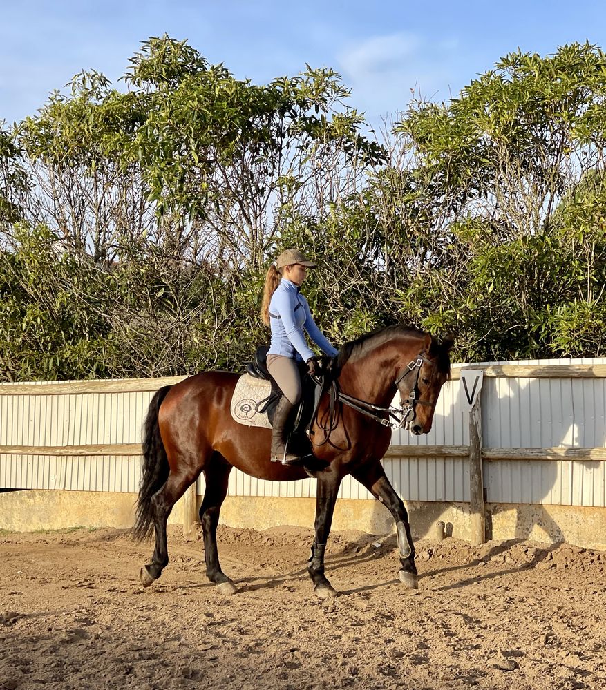 Cavalo Lusitano Puro Veiga Filho do Almansor  Sociedade das Silveiras e neto do Riopelle!