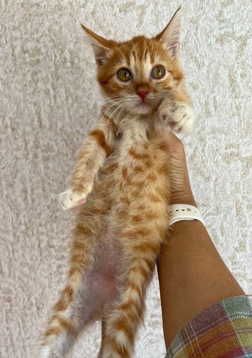 Отдам_ кошки_ котята_ маргоша