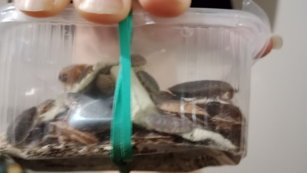 Oddam robaki za darmo