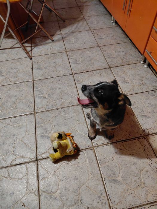 Suczka Australian Cattle Dog