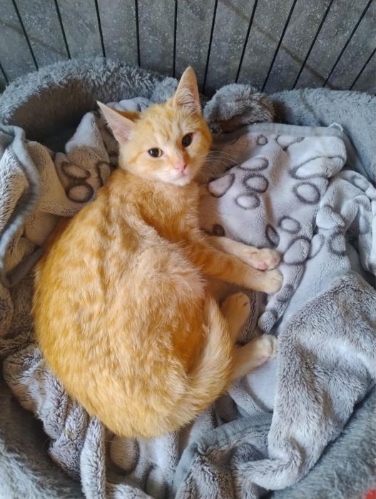 Całus - delikatny, łagodny koci chłopiec szuka domu!