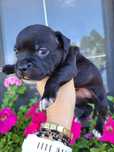 Staffordshire bull terrier stafik ZKwP/FCI