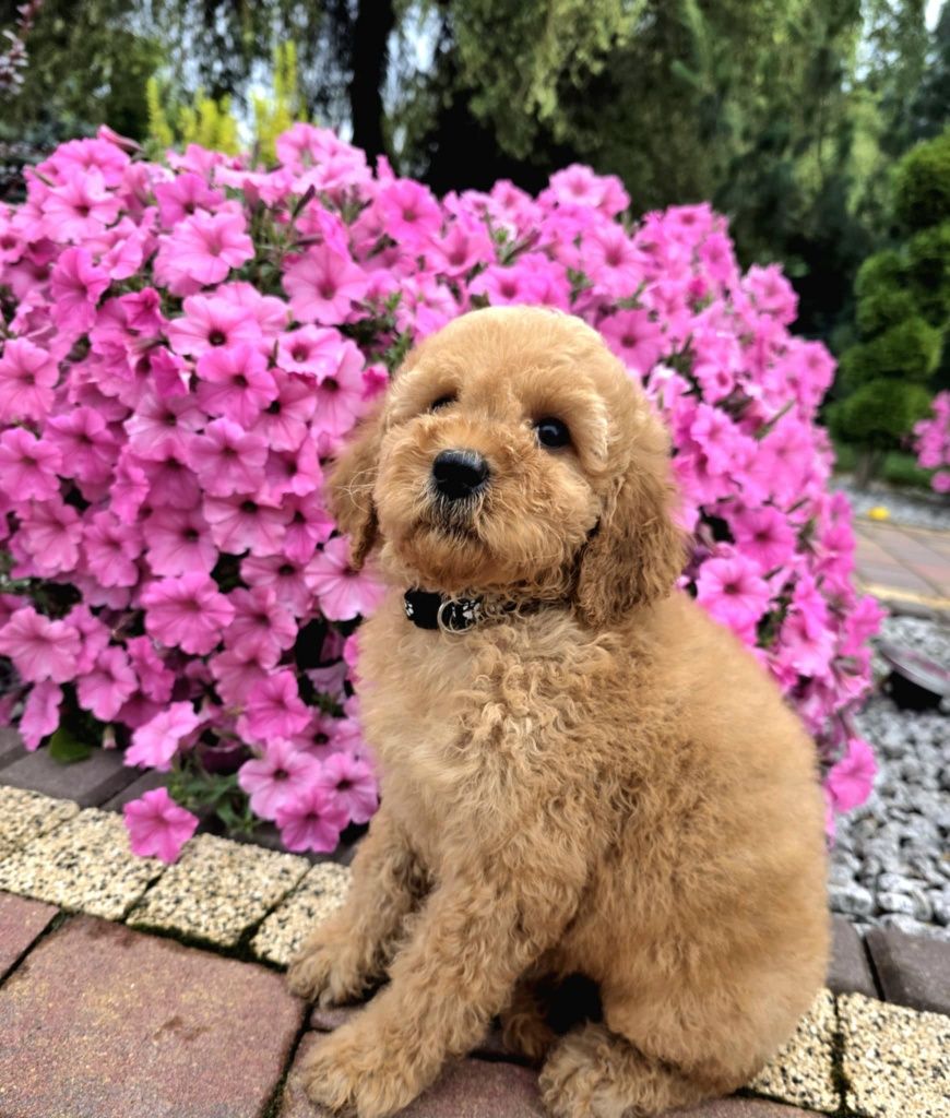 Golden Doodle Bily mini  do 15 kg