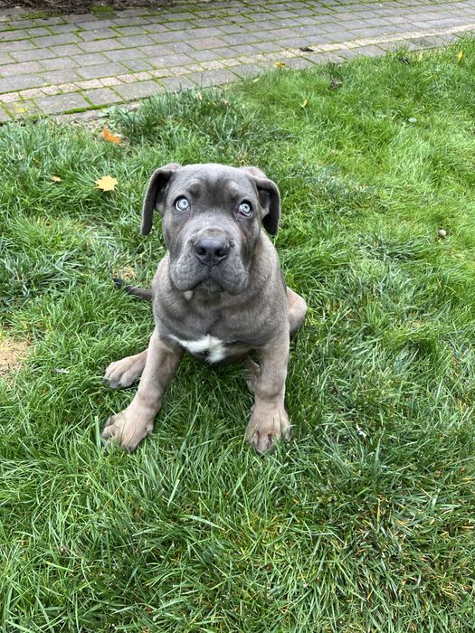Piesek rasy Cane Corso