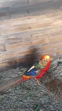 Птица фазан алмазный и золотой красный