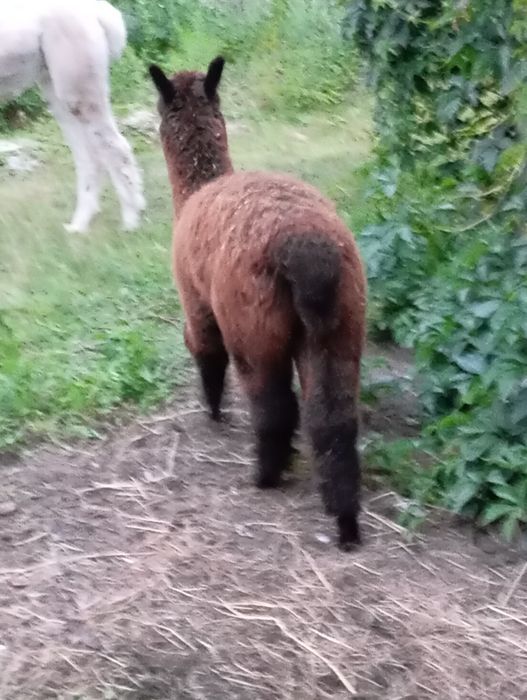 Samica -  młoda alpaka samiczka  huacaya z hodowli  Red Alapca