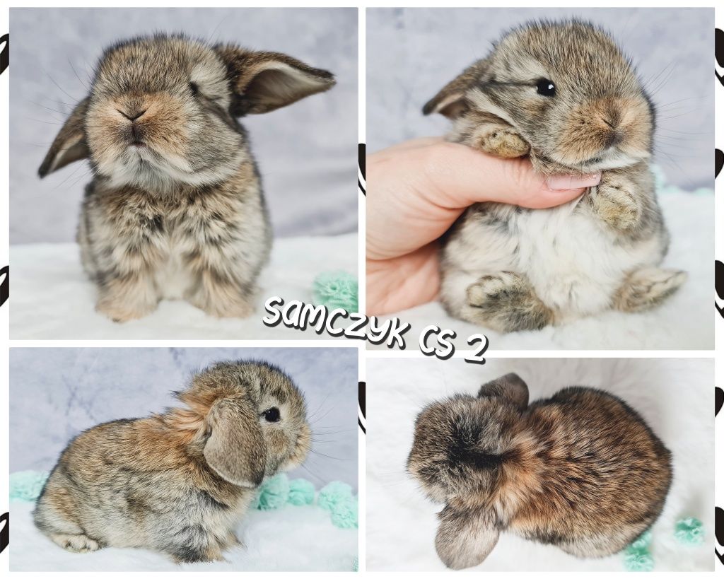 Mini lop królik króliczek miniaturka baranek hodowla zarejestrowana