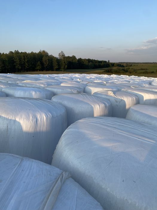 Bele Sianokiszonki z pierwszego pokosu