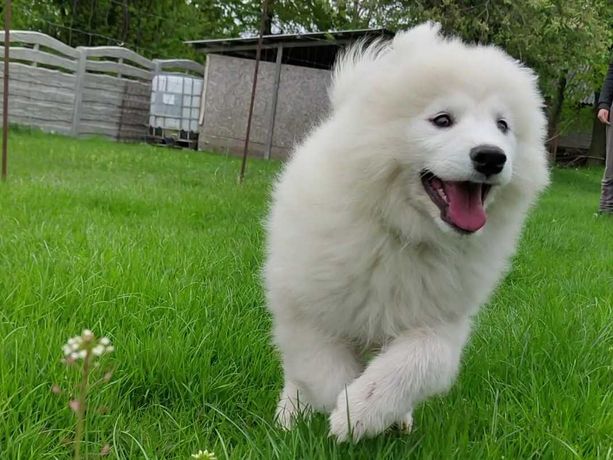 Batman chętnie Ciebie pozna:) Samoyed ZKwP.