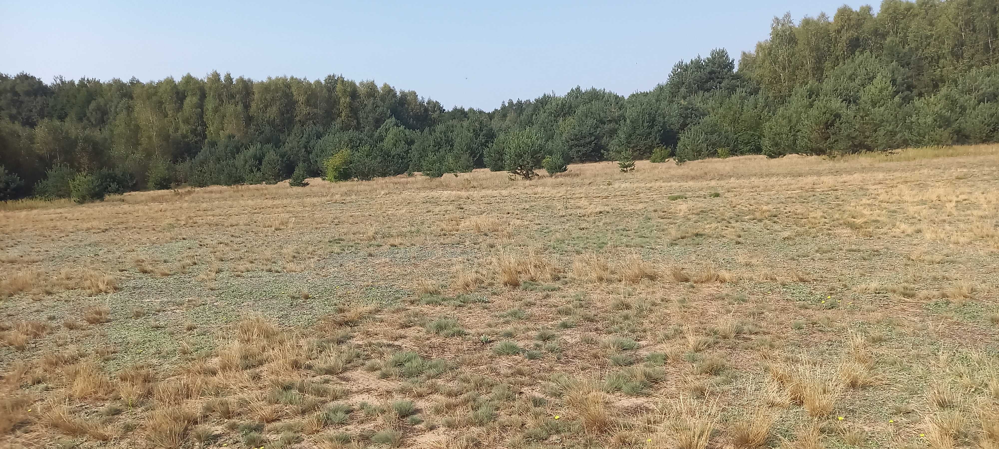Sprzedam działkę Łysobyki 1000m.