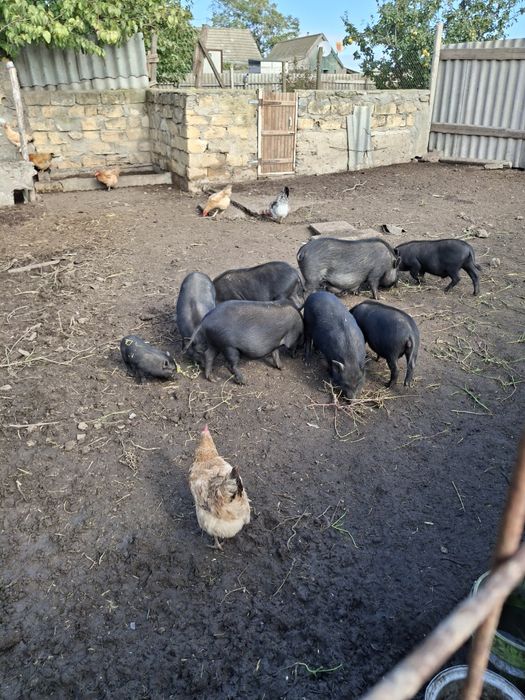 В'єтнамські поросята