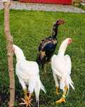 Parrot aseel koguty