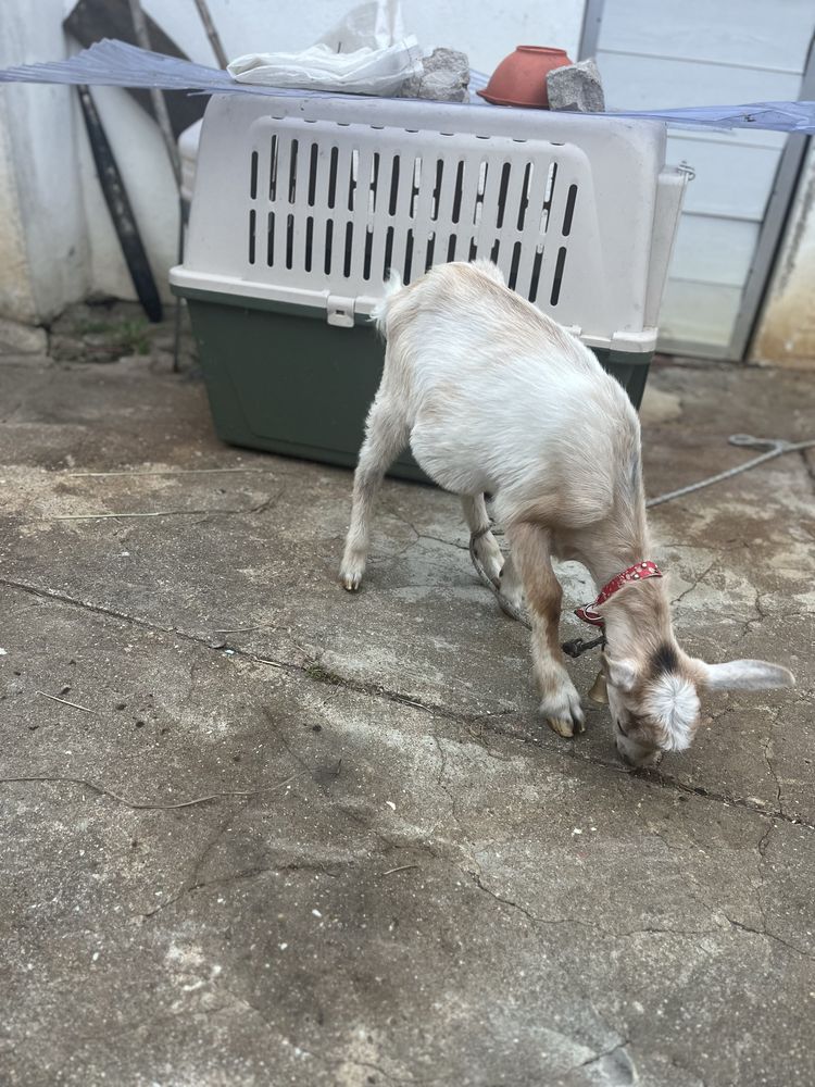 Cabrito mocho com 2 meses