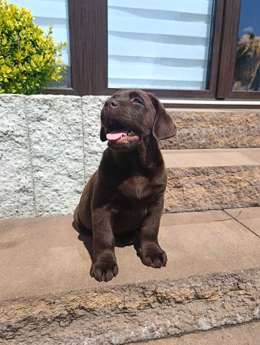 Labrador Retriever-czekoladowy szczeniak-do odbioru -rodowód ZKwP /FCI