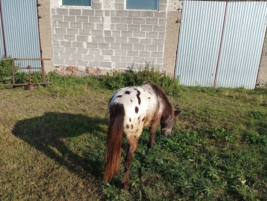 Klacz kuc kucyk tarant szetlandzki tarantowata zaprzegana