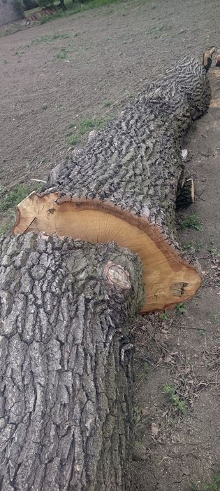 Dąb w klocku  4 x 4 metry na foszty foszt dębowe