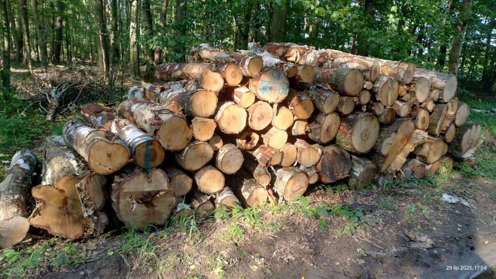 Brzoza walki drzewo drewno w walkach kominkowe brzozowe