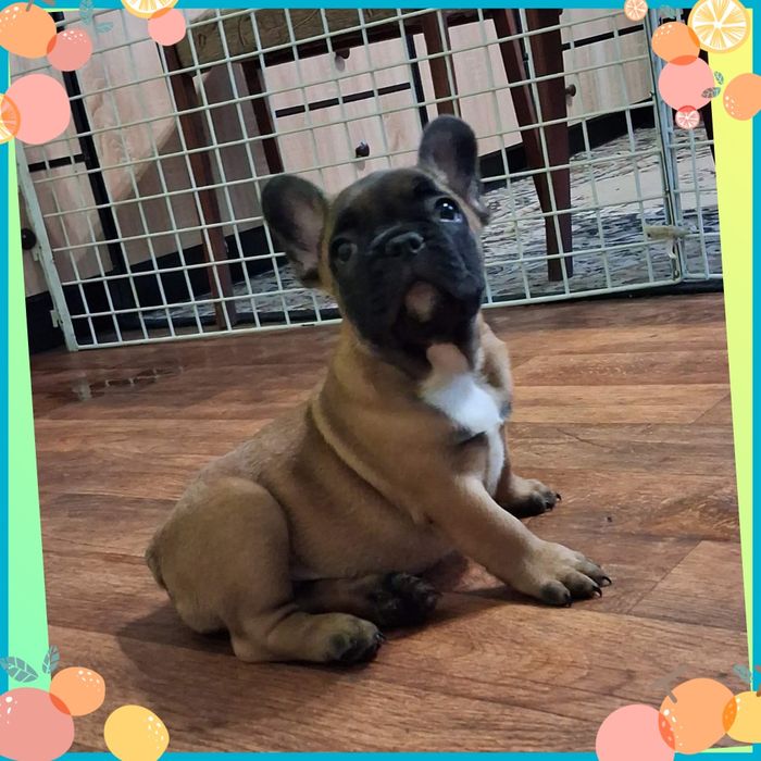 Красиві бульдожата