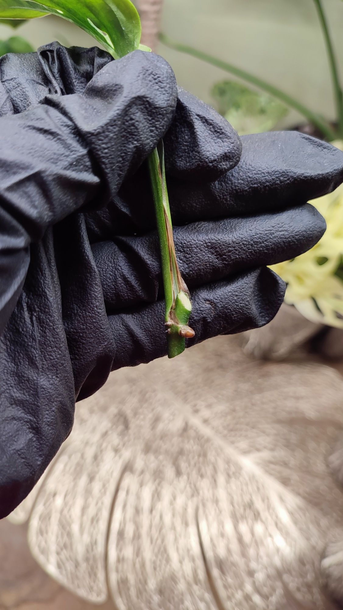 Monstera Obliqua Napo pędówki