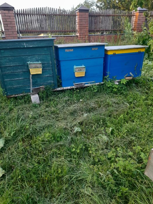 Продам пасіку, бджоли