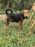 Szczeniak Airedale terrier